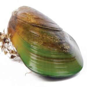 Thai Green Mussel