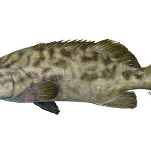 Black Grouper
