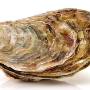 Oyster with shell