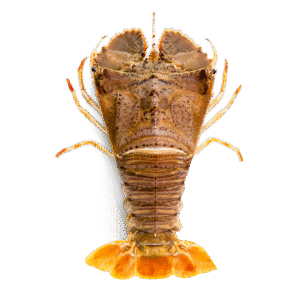 Slipper Lobster