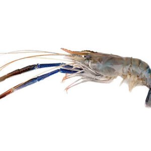 Fresh Water Prawn Head On