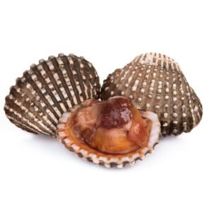Blood Clam