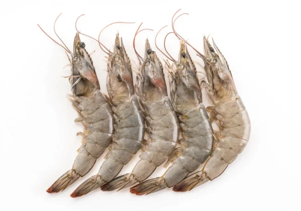 Vannamei Shrimp Head On
